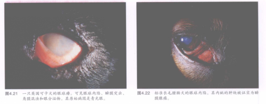 蜜桃成品人视频入口