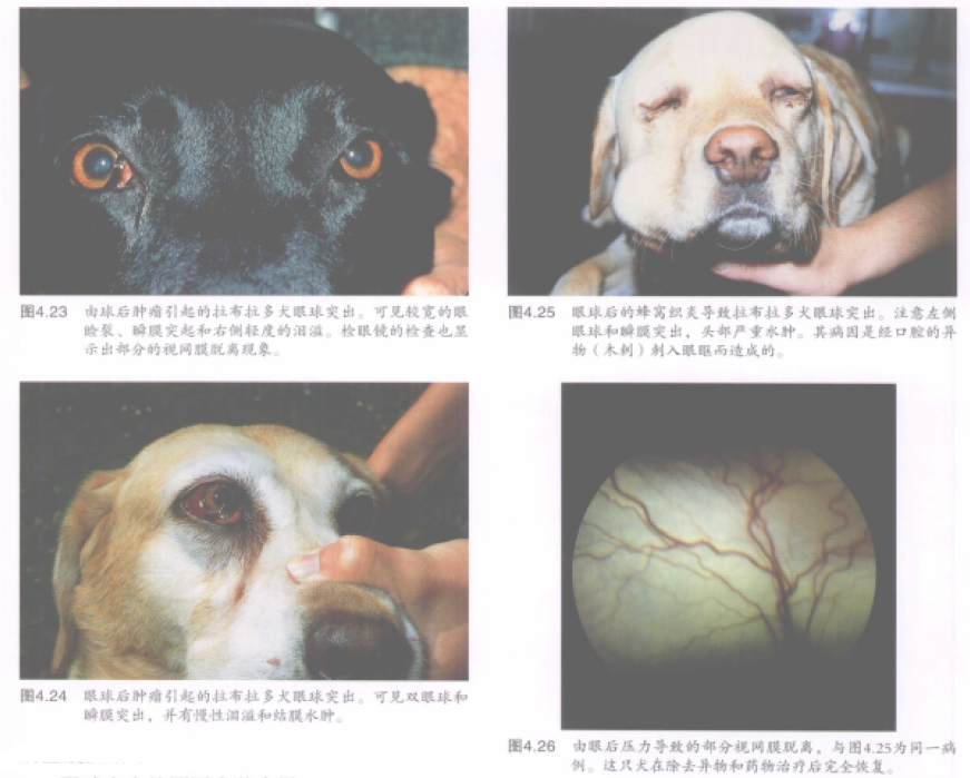 蜜桃成品人视频入口