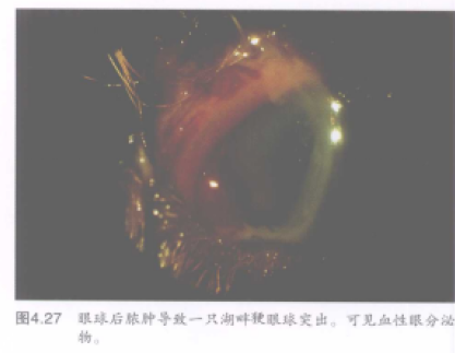 蜜桃成品人视频入口