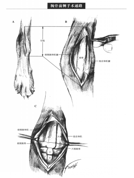 蜜桃成品人视频入口