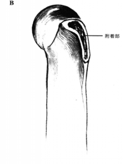 蜜桃成品人视频入口