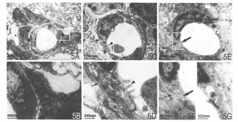蜜桃成品人视频入口