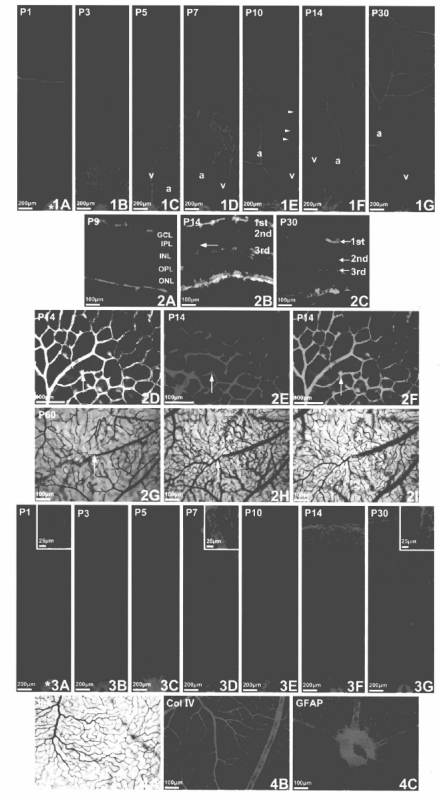 蜜桃成品人视频入口