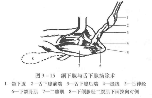 蜜桃成品人视频入口